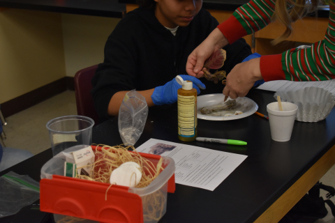 Students work on a mummification lab