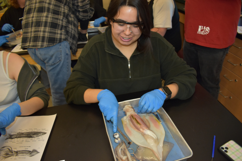 Cope's class dissects a squid
