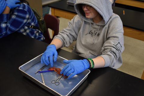 Students learn about crayfish