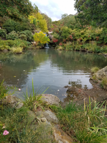 fall foliage and pond