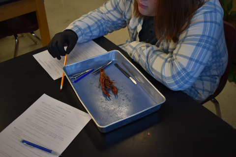 Students learn about crayfish