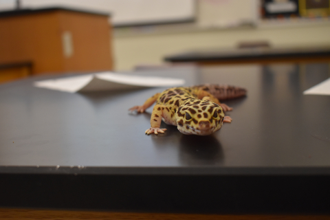Reptiles in Cope's Class