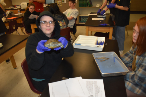 Students prepare their final dissection projects in science