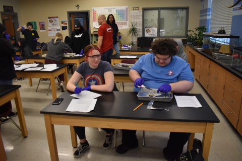 Students prepare their final dissection projects in science