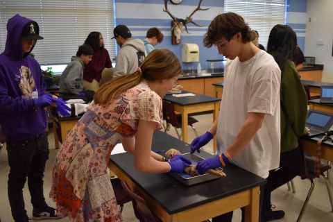 Pig dissection lab