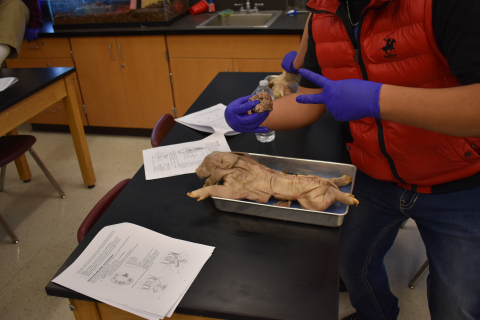 Pig dissection lab